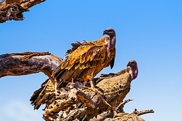 Ruppell's Griffon Vulture (Gyps rueppelli), Tsavo West National Park, Kenya, East Africa, Africa