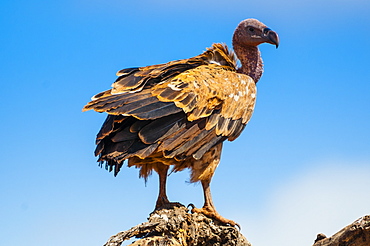 Ruppell's Griffon Vulture (Gyps rueppelli), Tsavo West National Park, Kenya, East Africa, Africa