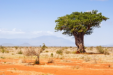 Track to Lake Jipe, Tsavo West National Park, East Africa, Africa