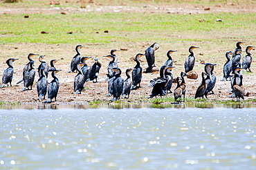 White-breasted cormorant (Phalacrocorax lucidus) at Lake Jipe, Tsavo West National Park, Kenya, East Africa, Africa