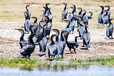 White-breasted cormorant (Phalacrocorax lucidus) at Lake Jipe, Tsavo West National Park, Kenya, East Africa, Africa