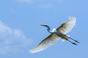 Great egret (Ardea alba) in flight, Lake Jipe, Tsavo West National Park, Kenya, East Africa, Africa