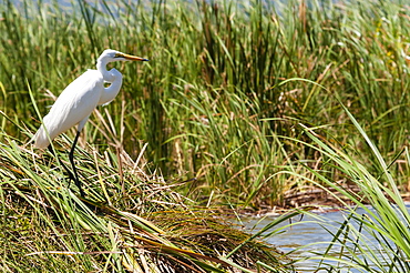 Great egret (Ardea alba), Lake Jipe, Tsavo West National Park, Kenya, East Africa, Africa