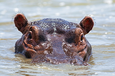 Hippopotamus (Hippopotamus amphibius), Lake Jipe, Tsavo West National Park, Kenya, East Africa, Africa