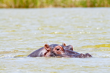 Hippopotamus (Hippopotamus amphibius), Lake Jipe, Tsavo West National Park, Kenya, East Africa, Africa