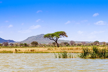 Shore of Lake Jipe, Tsavo West National Park, Kenya, East Africa, Africa