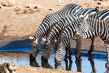 Plains zebras (Equus quagga), drinking in a puddle, Taita Hills Wildlife Sanctuary, Kenya, East Africa, Africa