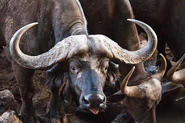 African Buffalo (Syncerus caffer) drinking, Taita Hills Wildlife Sanctuary, Kenya, East Africa, Africa