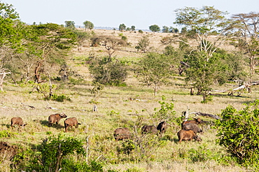 Herd of African Buffaloes (Syncerus caffer), Taita Hills Wildlife Sanctuary, Kenya, East Africa, Africa