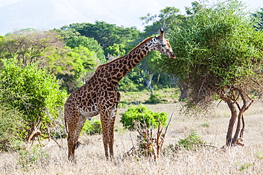 Male Maasai giraffe (Giraffa tippelskirchi), Tsavo East National Park, Kenya, East Africa, Africa