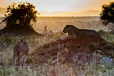 Young male lions (Panthera leo) in the bush, Tsavo East National Park, Kenya, East Africa, Africa