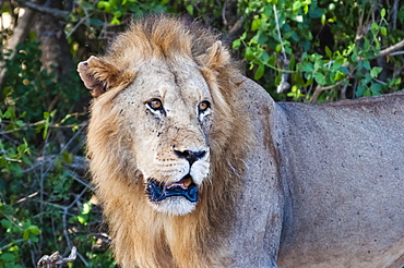 Male lion (Panthera leo) in the bush, Tsavo East National Park, Kenya, East Africa, Africa