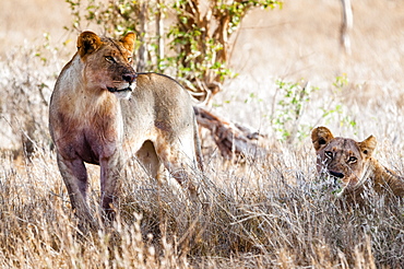 Young lions (Panthera leo) in the bush, Taita Hills Wildlife Sanctuary, Kenya, East Africa, Africa