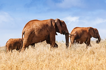 Herd of Elephants (Loxodonta africana), Taita Hills Wildlife Sanctuary, Kenya, East Africa, Africa