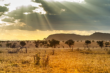 The Savannah, Taita Hills Wildlife Sanctuary, Kenya, East Africa, Africa