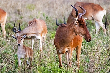 Hartebeest female and calf (Alcelaphus buselaphus), Taita Hills Wildlife Sanctuary, Kenya, East Africa, Africa