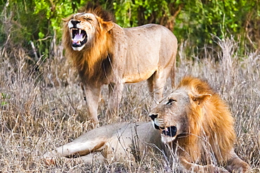 Two male lions (Panthera leo) in the bush, Taita Hills Wildlife Sanctuary, Kenya, East Africa, Africa