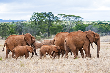 Herd of Elephants (Loxodonta africana), Taita Hills Wildlife Sanctuary, Kenya, East Africa, Africa