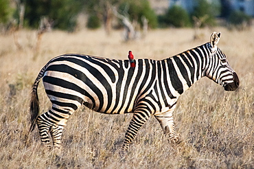 Plains zebra (Equus quagga), one southern carmine bee-eater (Merops nubicoides) on the croup, Taita Hills Sanctuary, Kenya, East Africa, Africa