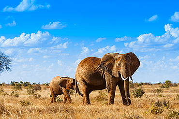 Female Elephant and two year old calf (Loxodonta africana), Tsavo East National Park, Kenya, East Africa, Africa