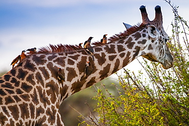 Male Maasai giraffe (Giraffa tippelskirchi), Oxpeckers (Buphagus erythrorhynchus) on his neck, Tsavo East National Park, Kenya, East Africa, Africa