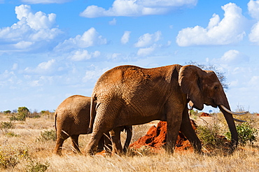 Female Elephant and two year old calf (Loxodonta africana), Tsavo East National Park, Kenya, East Africa, Africa