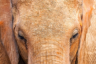 Elephant (Loxodonta africana), Tsavo East National Park, Kenya, East Africa, Africa