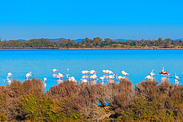 Greater flamingoes at Orbetello Lagoon, Province of Grosseto, Maremma, Tuscany, Italy, Europe