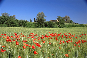 Val di Chiana, Arezzo area, Tuscany, Italy, Europe