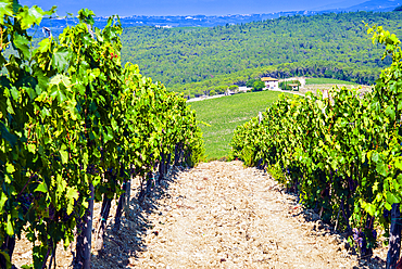 Vineyard, Strada in Chianti, Tuscany, Italy, Europe