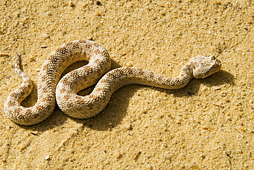 Horned viper