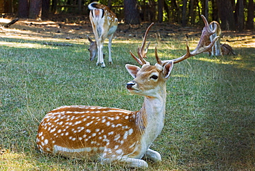 Fallow deer (Dama dama)