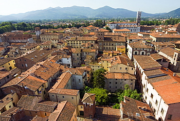 View of Lucca from Torre Guinigi, Lucca, Tuscany, Italy, Europe