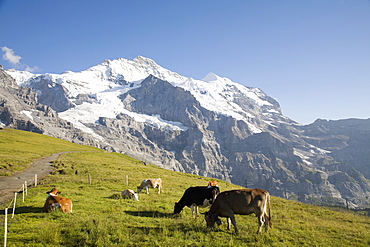 Jungfrau, Kleine Scheidegg, Bernese Oberland, Berne Canton, Switzerland, Europe