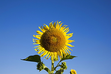 Sunflowers, Provence, France, Europe