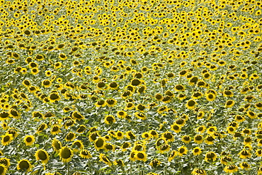 Sunflowers, Provence, France, Europe