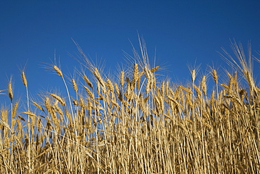 Wheat, Provence, France, Europe