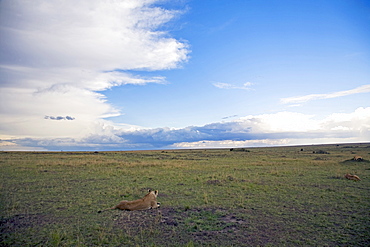 Masai Mara National Reserve, Kenya, East Africa, Africa