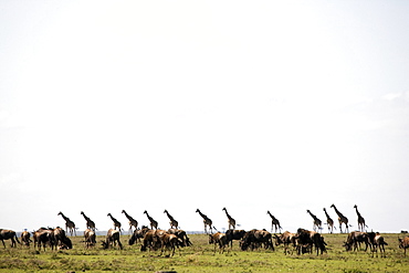 Masai giraffe (Giraffa camelopardalis tippelskirchi) and wildebeests, Masai Mara National Reserve, Kenya, East Africa, Africa