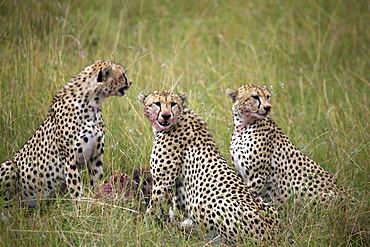 Cheetah (Acinonyx jubatus), Masai Mara National Reserve, Kenya, East Africa, Africa