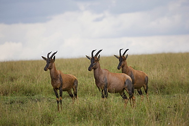 Topi  (Damaliscus korrigum), Masai Mara National Reserve, Kenya, East Africa, Africa