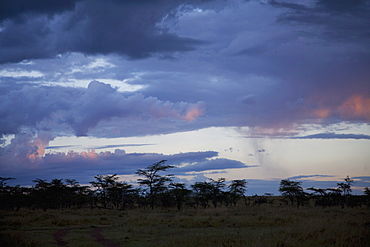 Masai Mara National Reserve, Kenya, East Africa, Africa