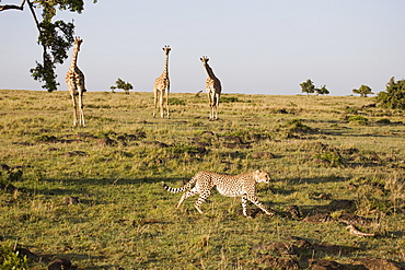 Cheetah (Acinonyx jubatus), Masai Mara National Reserve, Kenya, East Africa, Africa