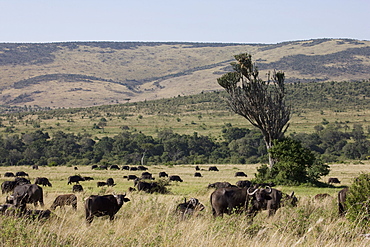 African buffalo (Syncerus caffer), Masai Mara National Reserve, Kenya, East Africa, Africa