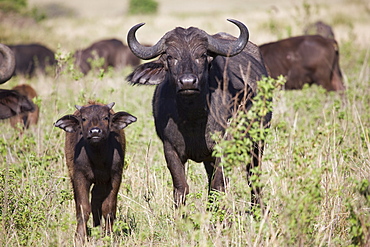 African buffalo (Syncerus caffer), Masai Mara National Reserve, Kenya, East Africa, Africa