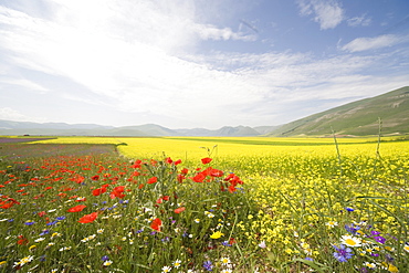 Highland of Castelluccio di Norcia, Norcia, Umbria, Italy, Europe