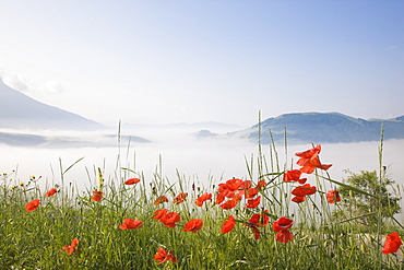 Morning fog, Castelluccio di Norcia, Highland of Castelluccio di Norcia, Norcia, Umbria, Italy, Europe