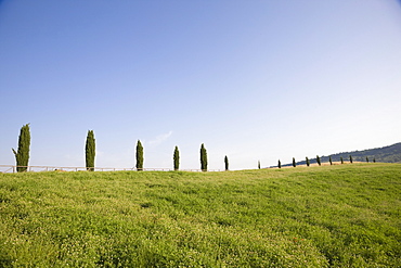 Cypresses near Pienza. Val d'Orcia, Tuscany, Italy, Europe