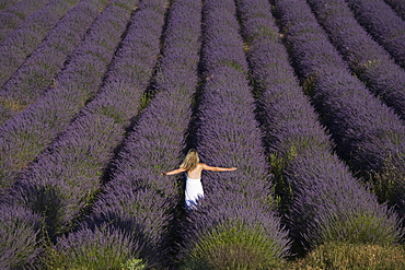 Woman in a lavender field, Provence, France, Europe