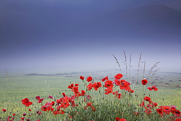 Castelluccio di Norcia, Norcia, Umbria, Italy, Europe